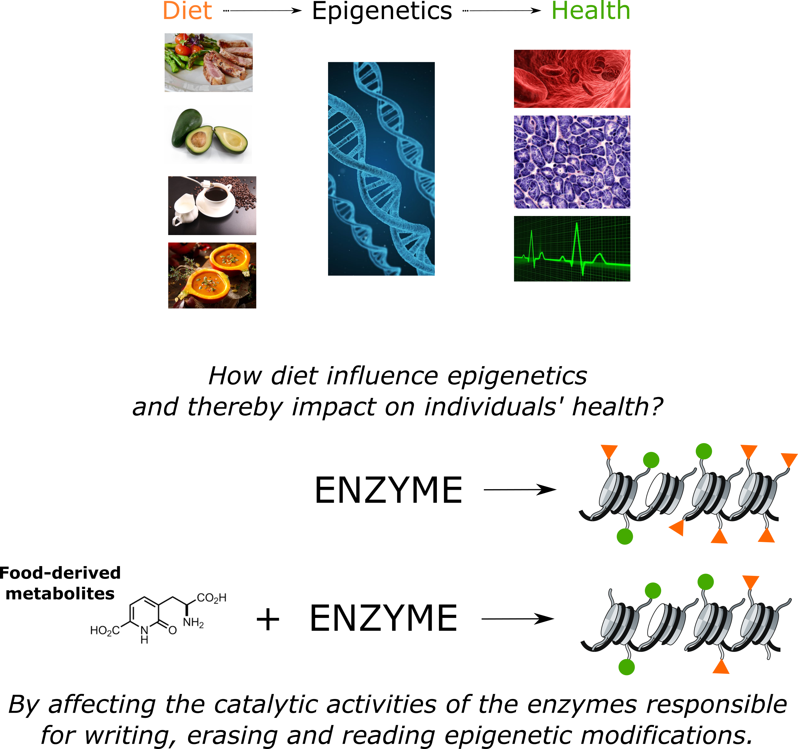 Scholarly articles on epigenetics image
