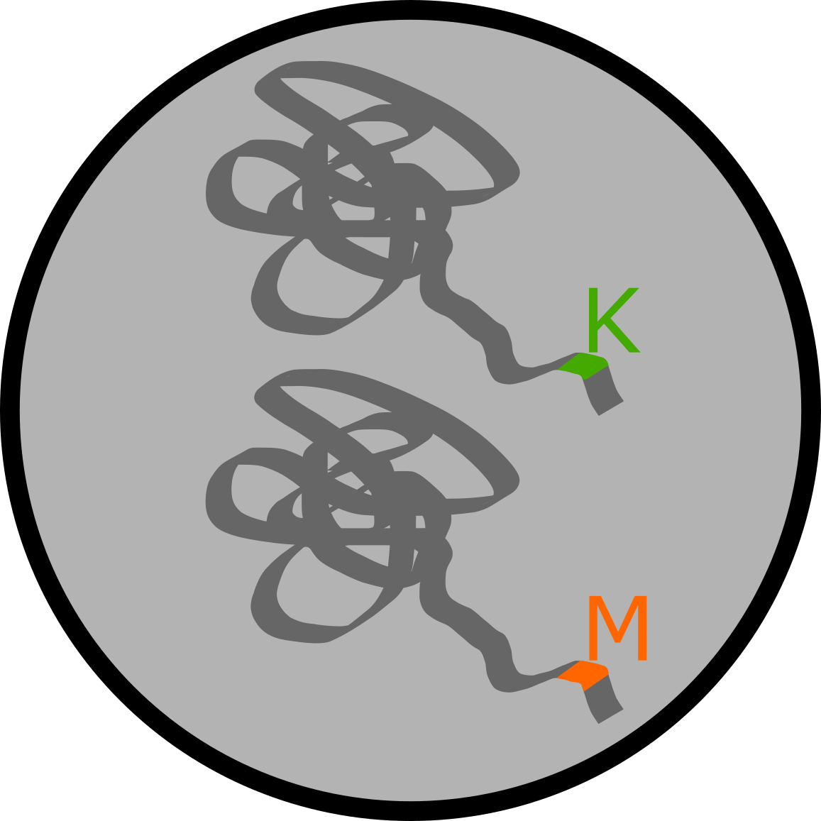 EpiQMAx - Histone mutations detection EpiQMAx - Histone mutations detection